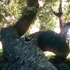 CA, San Juan Capistrano, Trees: Trunks and bark- old tree