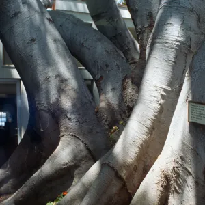 CA, Santa Barbara, Trees: Trunks and bark- Ryan s Restaurant, tree