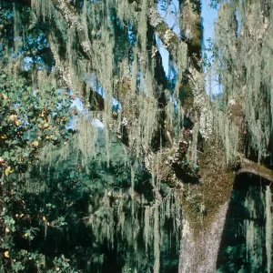 CA, Cloverdale, Tree, Parasitic Growths- KOA, trees, moss, landscape