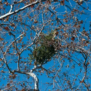 CA, San Juan Capistrano, Tree, Parasitic Growths- Education Center, tree parasite