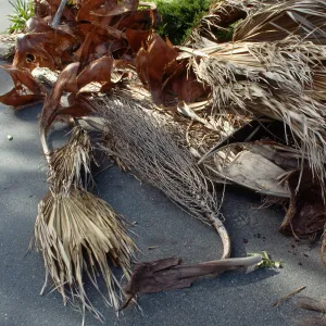 CA, Santa Barbara, Tree Damage- Mobile Home gardens, wind storm