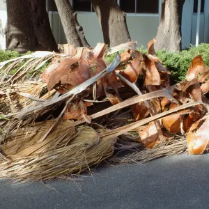 CA, Santa Barbara, Tree Damage- Mobile Home gardens, wind storm
