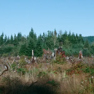WA, Trees, cutting- Road to Raymond, cut for clearing