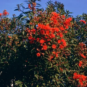 CA, San Francisco, Eucalyptus Trees- Parkmerced