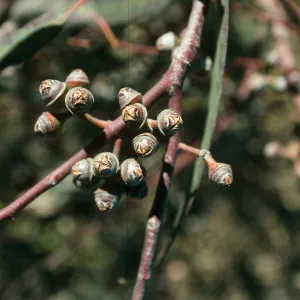 CA, Goleta, Eucalyptus Trees- Ellwood Eucalyptus grove, seed