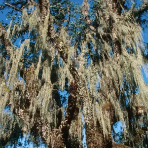 CA, Cloverdale, Trees, Moss, Landscape- KOA