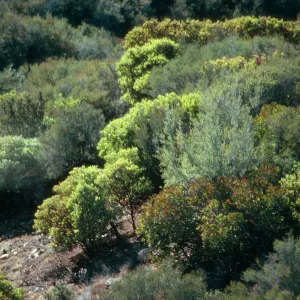 CA, Santa Barbara, Mountain Vegetation - E. Camino Cielo