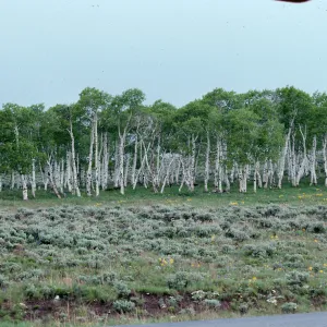 CO, Aspen, Expedition II, Ashley National Forest
