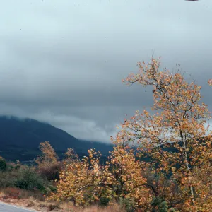 CA, Trees - Rancho Pecaro