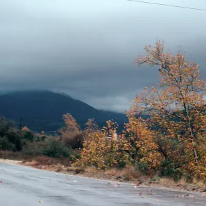 CA, Trees - Rancho Pecaro