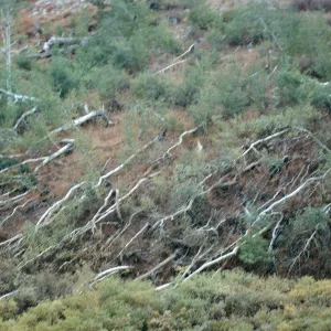 NV, Lamoille, windswept trees, canyon