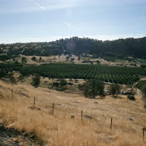 CA, on Route 63, landscape near Orange Cove