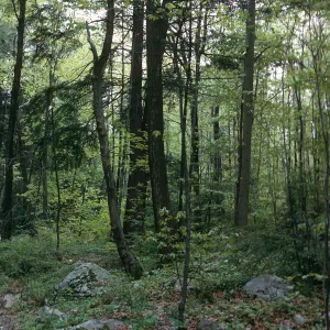NY, Trees - woods near Winnie