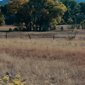 AZ, Canelo Hills Sanctuary, trees