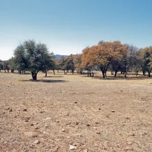Washington Camp, approx. Landscape, Woodland