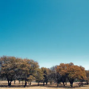 Washington Camp, approx. Landscape, Woodland