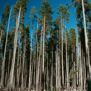 OR, Leaving Crater Lake, pines?
