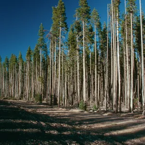 OR, Leaving Crater Lake, pines?