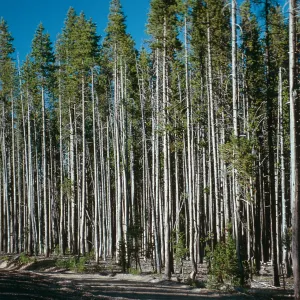 OR, Leaving Crater Lake, pines?