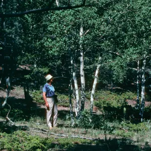 Florissant, Trees- Frank Lambrecht under Aspen