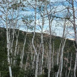 CO, Missouri Creek Pass, Aspen trees