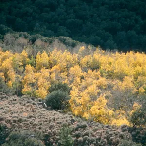 NV, Lamoille, Trees- yellow Aspen, canyon