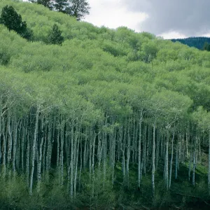UT, Dixie National Forest, past Boulder, Aspen
