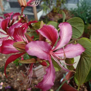 CA, Santa Barbara, Bauhinia, Flowering- Mobile Home Park, Bauhinia trees