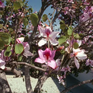 CA, Santa Barbara, Bauhinia, Flowering- Mobile Home Park, Bauhinia trees