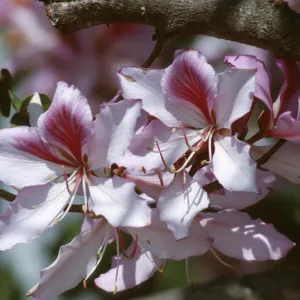 CA, Santa Barbara, Bauhinia, Flowering- Mobile Home Park, Bauhinia trees