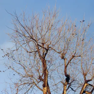 CA, Santa Barbara, Bird flock in tree