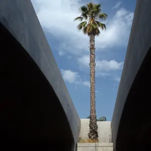 CA, Santa Barbara, Palm Trees- vegetation, palmtree, bridge