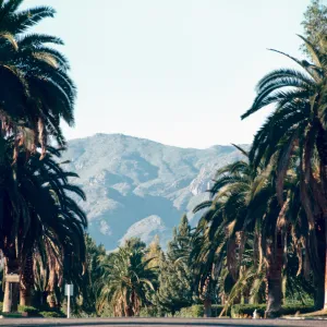AZ, Tucson, Palm Trees- row of Palms