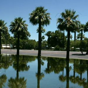 AZ, Tempeh, Palm Trees- University, palm reflex.