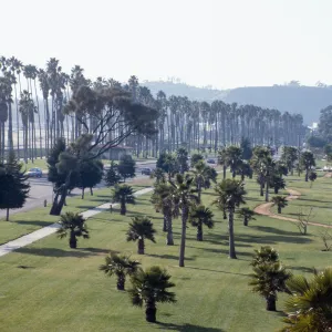 CA, Santa Barbara, Palm Trees- Red Lion