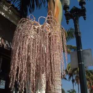 CA, Santa Barbara, Palm Inflorescences- beige, purplish