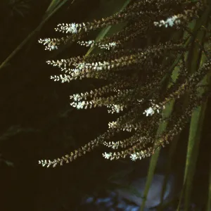 CA, Santa Barbara, Palm Inflorescences- florets, white palm?