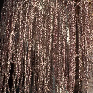 CA, Santa Barbara, Palm Inflorescence- palm tree in town, purplish seed