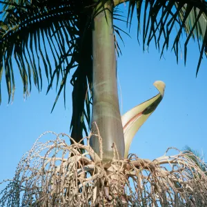 CA, Los Angeles, Palm Inflorescences- dry seed pod