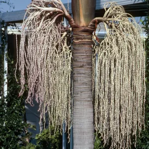 CA, San Juan Capistrano, Palm Inflorescences- Alipaz Mobile Home Park gardens, light green, needs i.d.