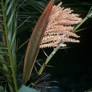 Palm Inflorescences- Meru National Park, Kenya, creamy palm