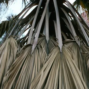 CA, Palm Leaves - Palm Canyon, Anza Borrego, leaf design