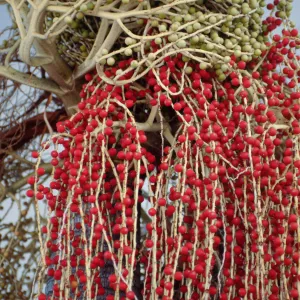 CA, Santa Barbara, Palm Inflorescences- yellow, green, and red