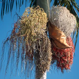 CA, Santa Barbara, Palm Inflorescences- palm tree in town, 3 colors in seed
