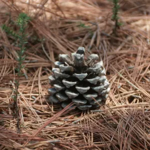 CA, San Diego, Trees, Cones- Torrey Pines State Reserve