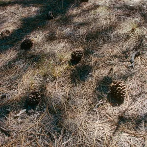 CA, Trees, Cones- Holcomb Valley