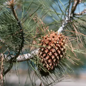 CA, San Juan Capistrano, Trees, Cones- near San Pedro Lake, pinecone