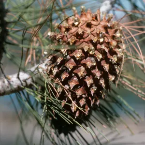 CA, San Juan Capistrano, Trees, Cones- near San Pedro Lake, pinecone