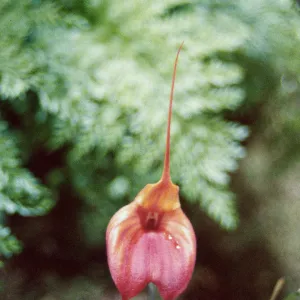 CA, Santa Barbara, 47th Orchid Show