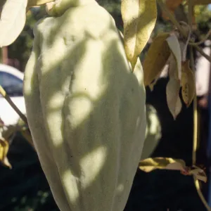 CA, Santa Barbara, Vine?- fruits and seeds, Mobile Home Park